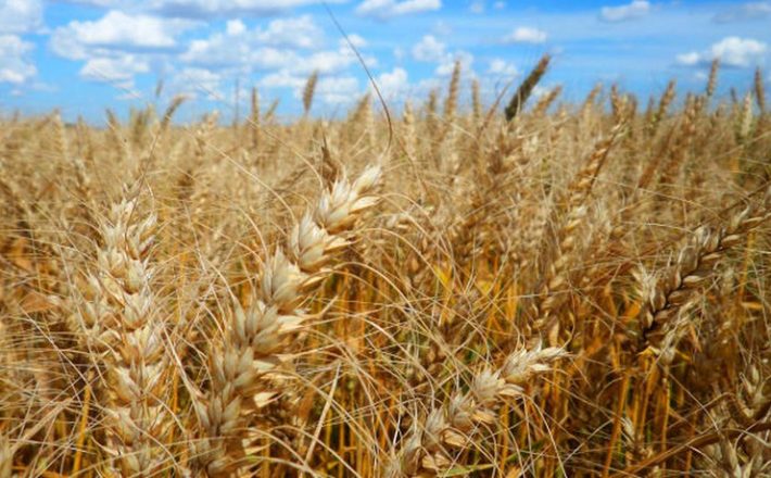 Embrapa dá dicas sobre sementes para os cultivos de inverno