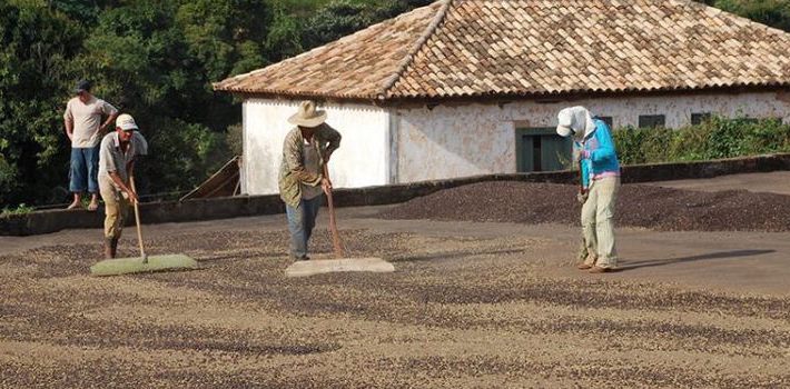 Chuvas de fevereiro elevam expectativa de bom desenvolvimento de grãos de café