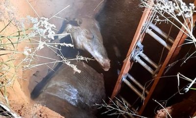 Bombeiros resgatam cavalo que caiu em fossa em Uberaba