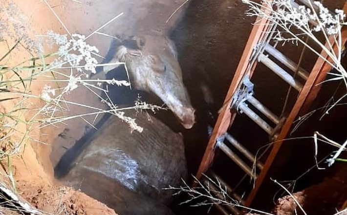 Bombeiros resgatam cavalo que caiu em fossa em Uberaba