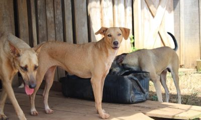 ‘Abril Laranja’: projeto que institui mês da conscientização contra os maus-tratos aos animais em Uberaba é aprovado na Câmara