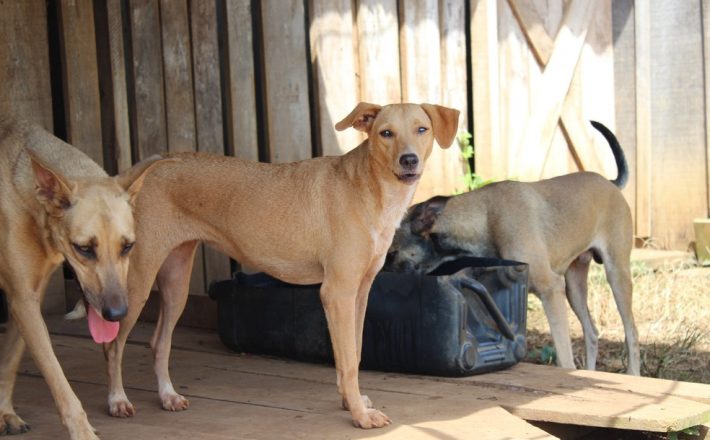 ‘Abril Laranja’: projeto que institui mês da conscientização contra os maus-tratos aos animais em Uberaba é aprovado na Câmara