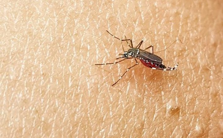 Aedes aegypti: boletim aponta mais de 3.000 casos prováveis de dengue no Triângulo, Alto Paranaíba e Noroeste em 2021