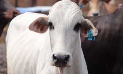 Vacinação contra a febre aftosa começa neste sábado