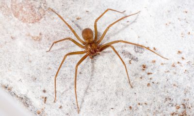 Funed recebe aranhas para evolução de pesquisas científicas