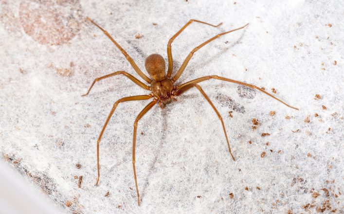Funed recebe aranhas para evolução de pesquisas científicas