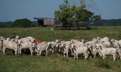 Associação de Brahman abre inscrições para 1ª Prova de Eficiência e Performance Brahman/BoicomBula