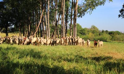 Raça Brahman estreia no Programa Carne de Qualidade da ABCZ