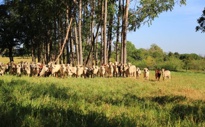 Raça Brahman estreia no Programa Carne de Qualidade da ABCZ