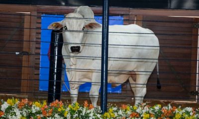 Agenda de leilões da ExpoGenética 2021 já supera a do ano passado