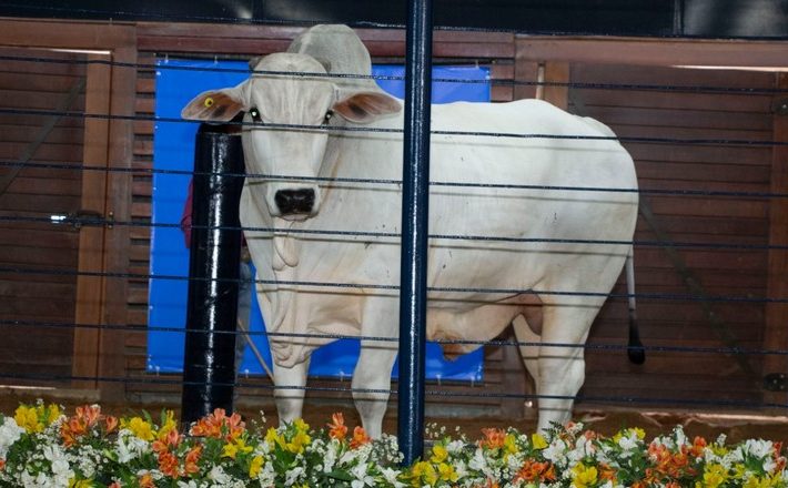 Agenda de leilões da ExpoGenética 2021 já supera a do ano passado