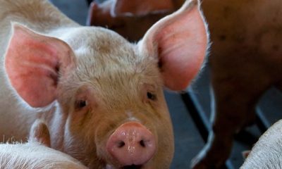 IMA alerta suinocultores sobre peste suína africana