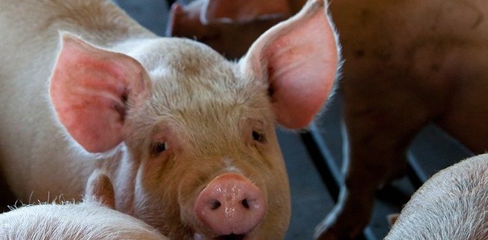 IMA alerta suinocultores sobre peste suína africana