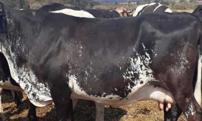 Criadores devem ficar atentos às condições físicas dos animais