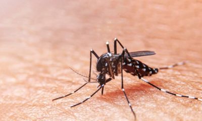 Saúde promove capacitação nas arboviroses dengue, zica, chikungunya e febre amarela