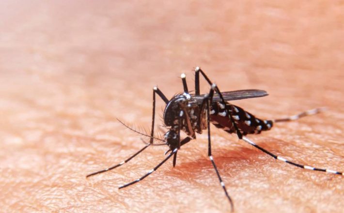 Saúde promove capacitação nas arboviroses dengue, zica, chikungunya e febre amarela