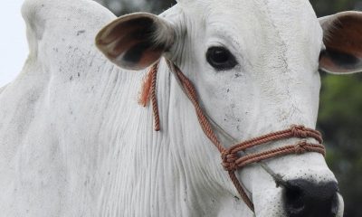 Minas Gerais vacina 97,5% de bovinos e bubalinos contra a febre aftosa