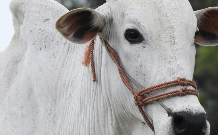 Minas Gerais vacina 97,5% de bovinos e bubalinos contra a febre aftosa
