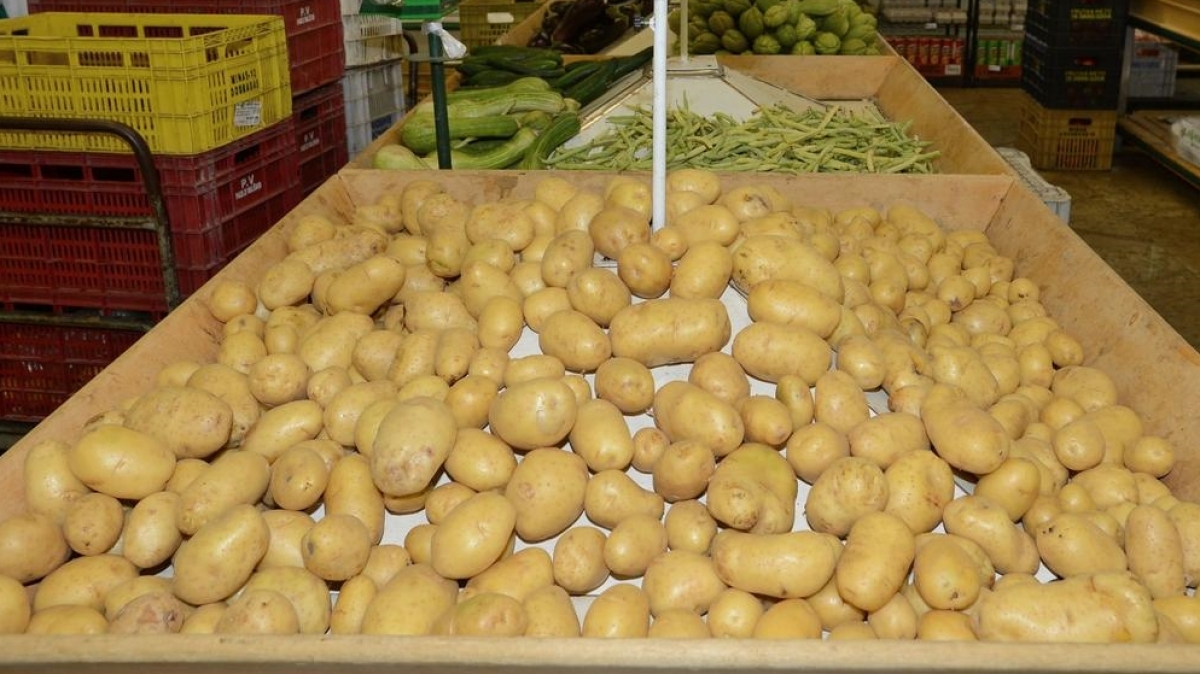 Ceasa de Uberaba registra queda acentuada no preço da batata