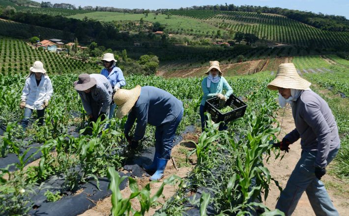 Minas Gerais terá recorde de agricultores beneficiados pelo Garantia-Safra em 2022