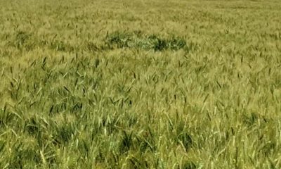 Safra de trigo em Uberaba deve crescer 33%