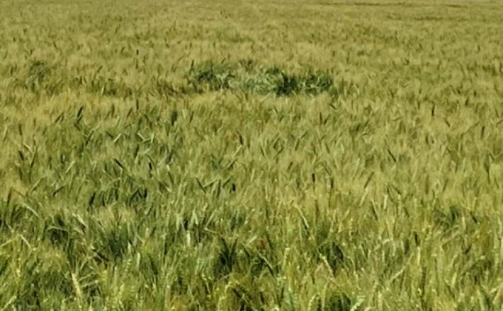 Safra de trigo em Uberaba deve crescer 33%