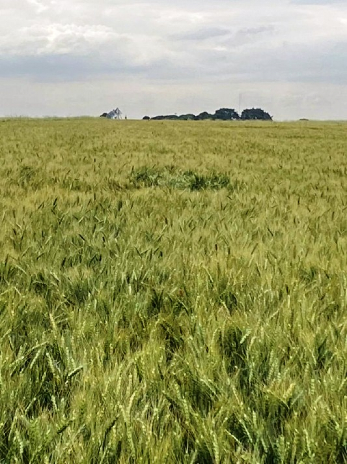 Safra de trigo em Uberaba deve crescer 33%