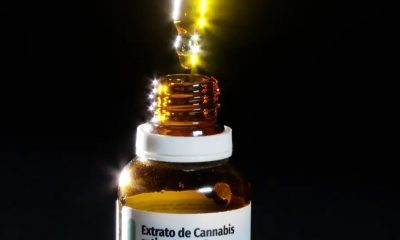 Governo de SP regulamenta fornecimento de cannabis medicinal pelo SUS