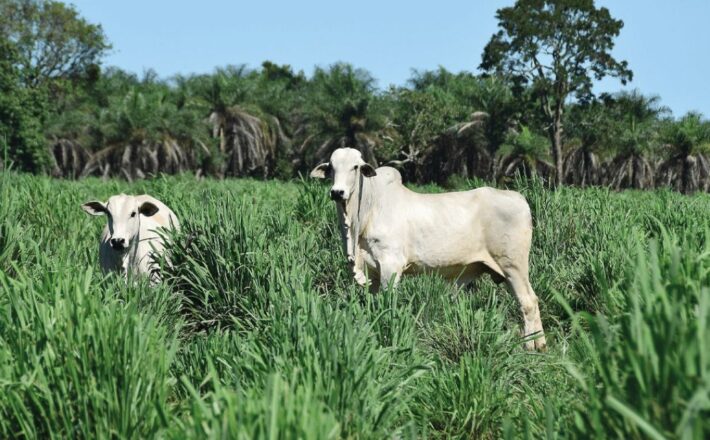 Estudo científico revela que pecuária tem carbono positivo Estudo científico revela que pecuária tem carbono positivo