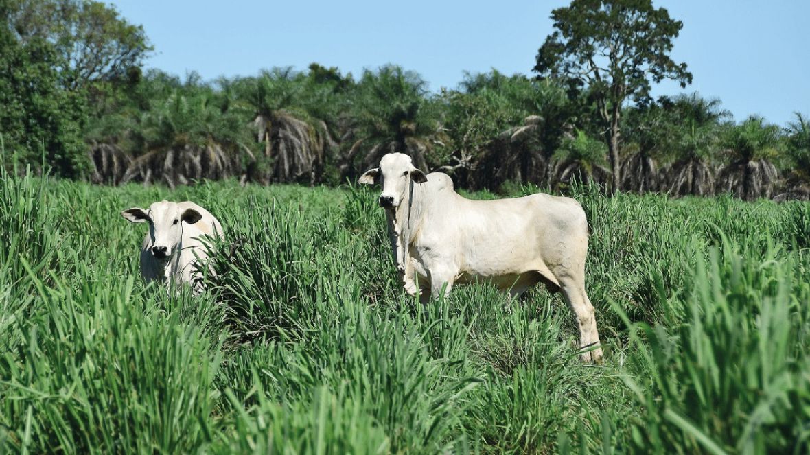 Estudo científico revela que pecuária tem carbono positivo
