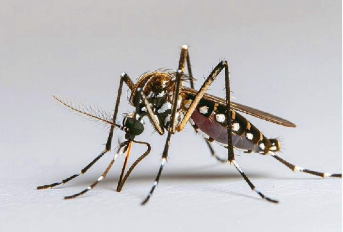 Inverno exige atenção contínua contra a dengue